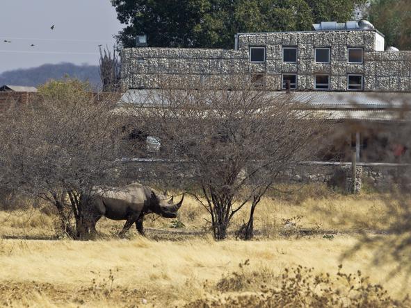 Andersson's Camp - Wildlife 